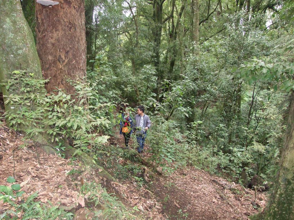 Kauri